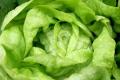 Листья салата: польза и вред, состав и свойства